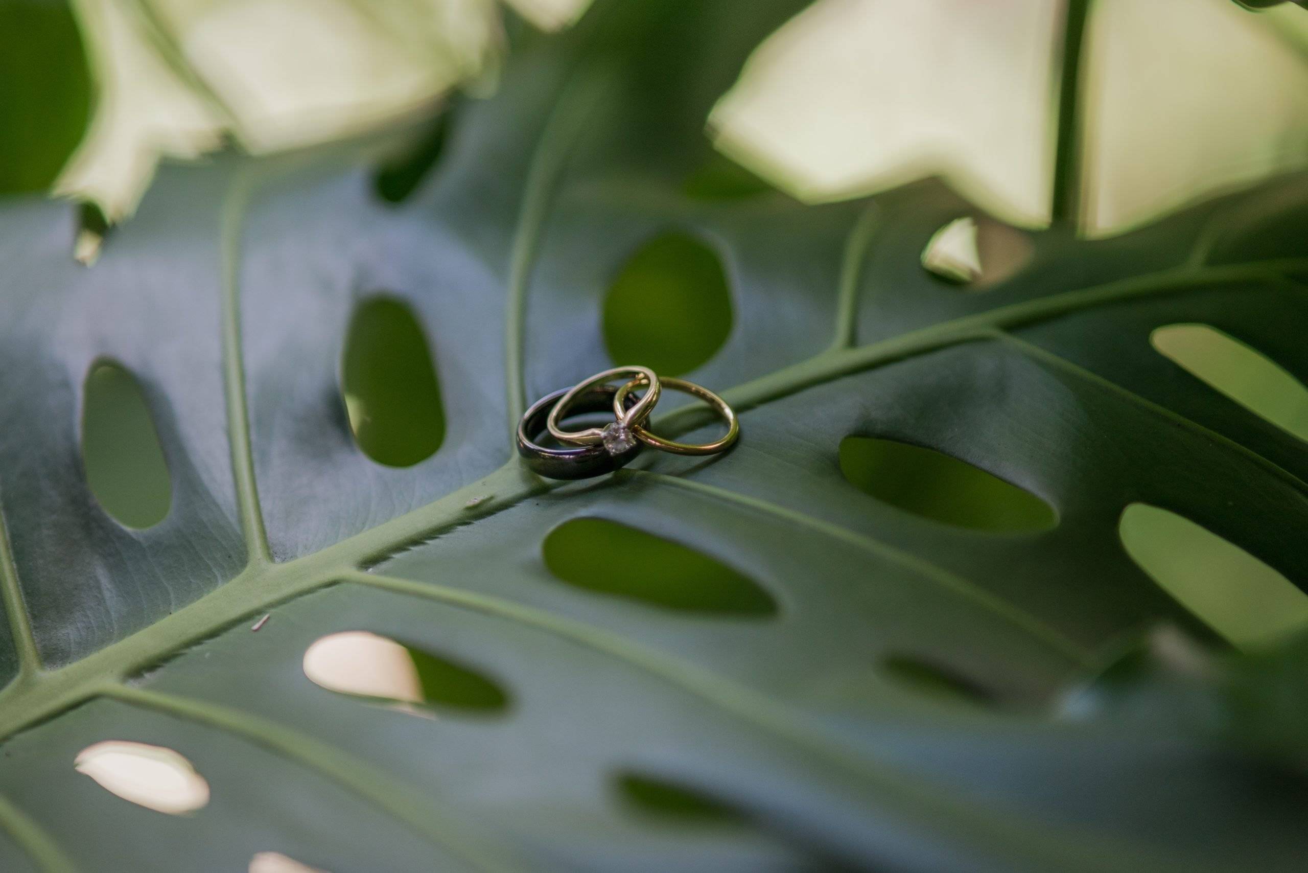 Wedding rings sitting on a green leaf